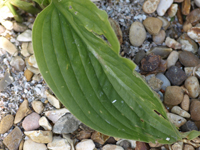 montana macrophylla hosta